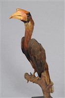 藏品(黑腹斑犀鳥)的圖片